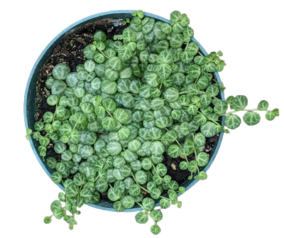 String of Turtles 